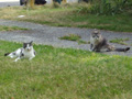 lords of their domain.jpg